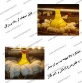 بشقاب دانخوری جوجه مرغ گوشتی و تخم گذار