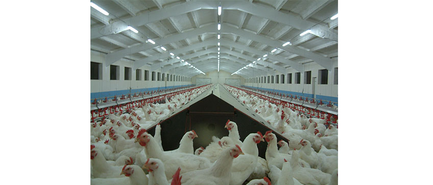 دانخوری اتومات بشقابی مرغ مادر