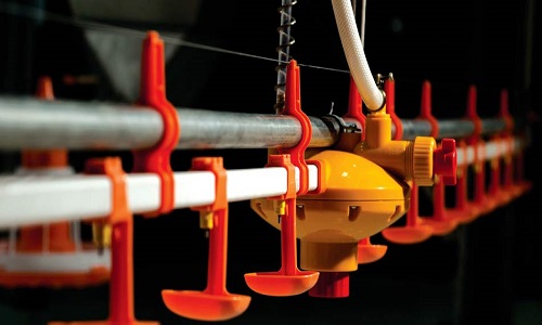 لوله انتقال آب در آبخوری های طیور