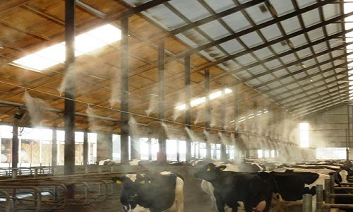 خنک کردن محیط گاوداری چه مزایایی دارد؟