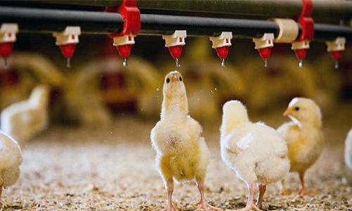 تعیین ارتفاع و نظارت بر جریان آب در آبخوری طیور